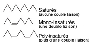 Diagram of saturated, monounsaturated and polyunsaturated fatty acid chains