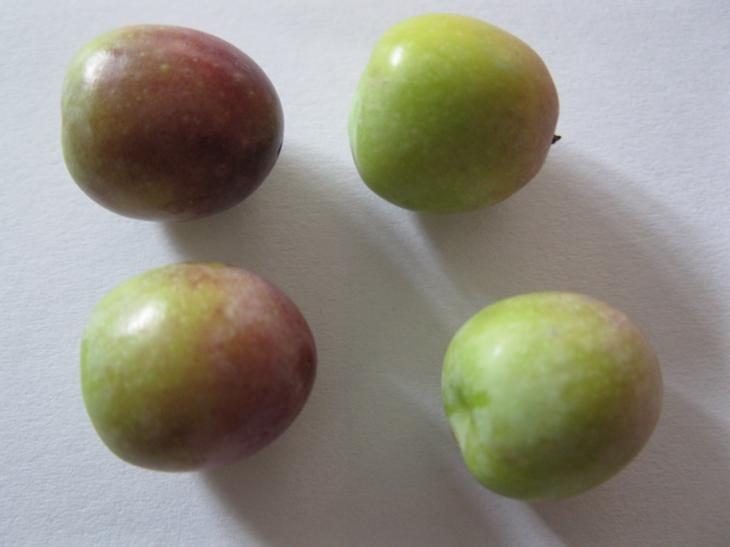 Arbequina olives