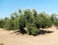 Picudo olive tree