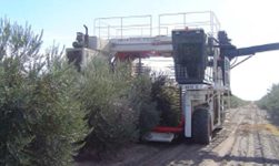 Straddle olive harvester