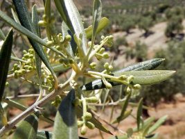 Boutons floraux d'olivier
