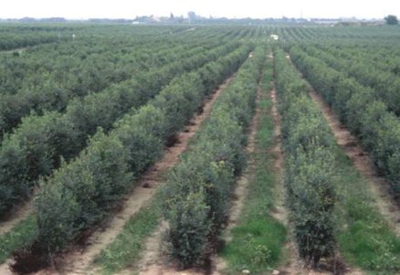 Super-intensive hedgerow olive orchard