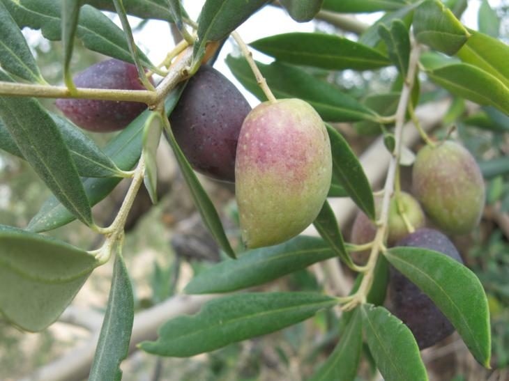 Olives tournantes sur la branche