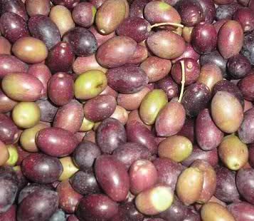 Aceitunas en envero