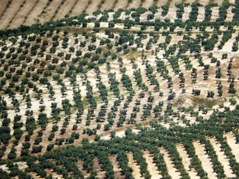 Olive grove seen from above