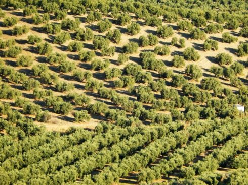 Olive grove seen from above