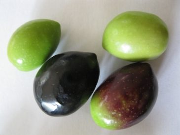 Picual olives