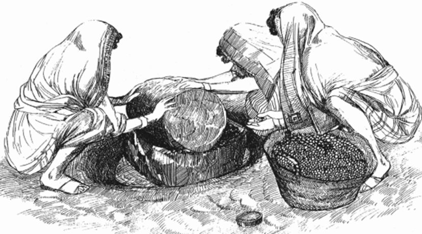 Old drawing of olives being crushed by hand with a stone