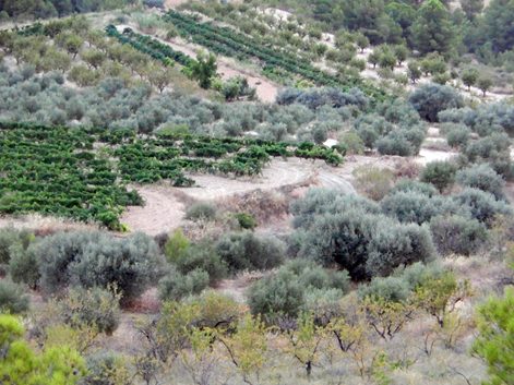 Viñas y olivos en ladera en el Priorat, Cataluña