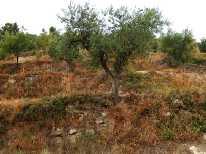 Terraced olive trees